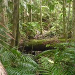 tropical rainforest