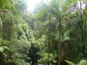 tropical rainforest walk