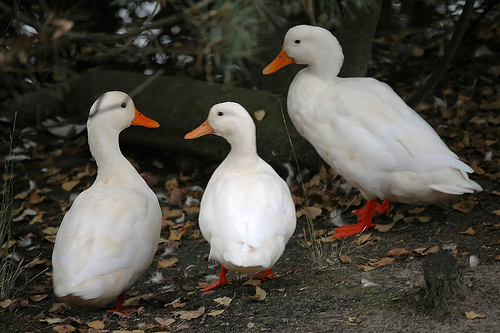 a set of three ducks